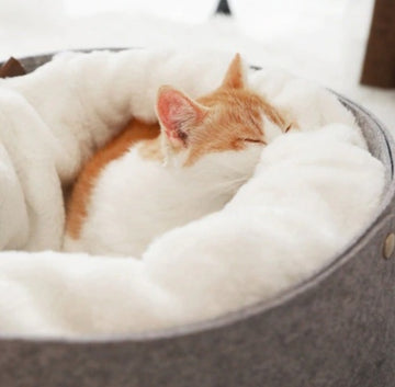 "Pet Haven: Comfortable Retreat for Your Feline"